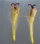  Disc florets